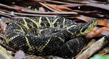Veneno de cobra brasileira possui molécula capaz de inibir o coronavírus